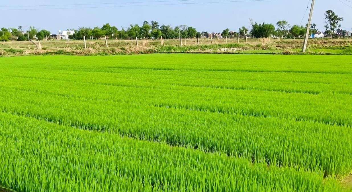धान के कटोरे में निवेश की अपार संभावनाएं